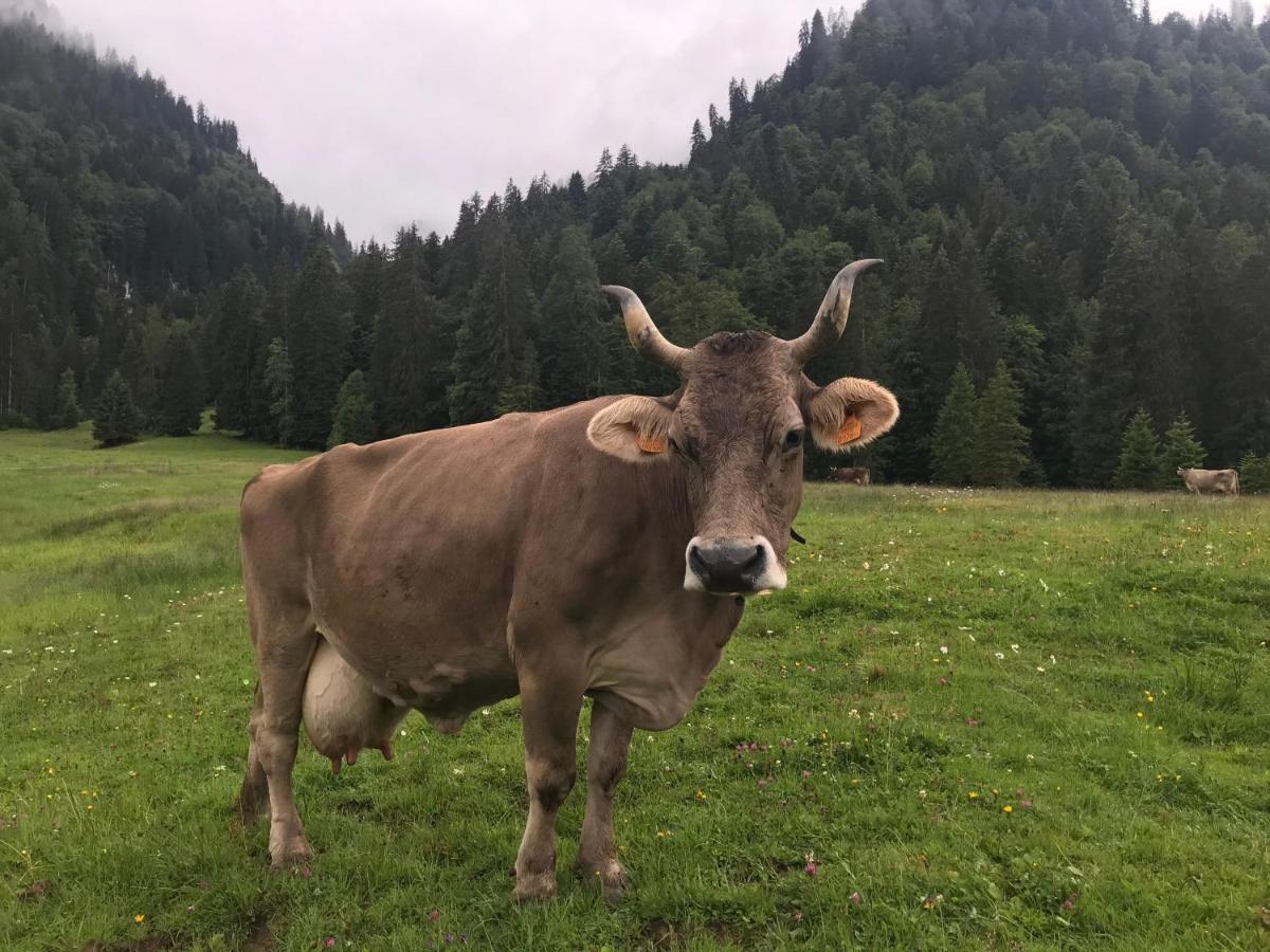 Kleine Ferienwohnung Am Rande Der Wildnis Sibratsgfäll Zewnętrze zdjęcie